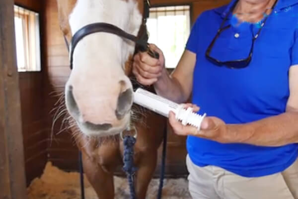 Syringe for equine paste