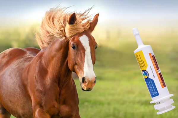 dosing syringes for horses