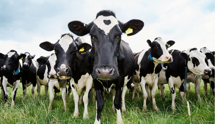 cow mastitis syringe.jpg