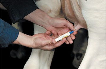 How should cow mastitis be prevented